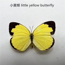 소품 골동품 장식품 30 실제 나비 표본 곤충 인형 생산 매력 홈 인테리어 액세서리 거실 컬렉션 아트, 27