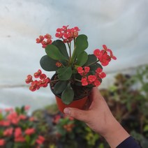 식물공장 꽃기린레드 소품 29 15~25cm 과실수 야생화 실내공기정화식물 행잉플랜트