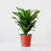 마이플랜트 [마이플랜트]콤팩타 드라세나 소형 공기정화식물 거실 실내 인테리어 식물, 단품없음