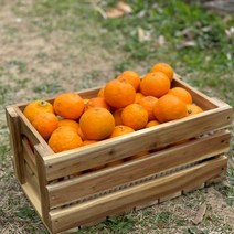 제주 만감류 고당도 카라향 상품 가정용혼합 3kg 5kg 10kg, 카라향 가정용(못난이) 3kg, 1개
