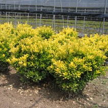 황금사철나무/수고90CM(3주묶음)/묘목/F2060, 1개