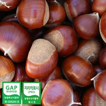 공주 정안 대보밤 2kg 4kg 햇밤 공주밤 알밤 정안밤 공주밤 산지직송 GAP인증, 공주 대보밤 대 4kg, 1개