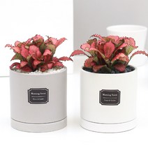 아침향기 실내공기정화식물 무광 원형화분 [화이트], 1개, (무광원형/화이트)핑크스타