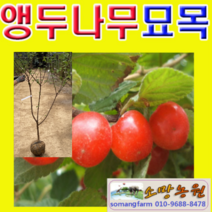 (D소망)앵두나무묘목 접목3년생(분)1그루 결실가능주