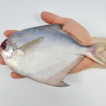 자연산 손질 병어 덕자 1미 150g 이상 대 사이즈 5미 10미, 옵션2 병어 1미 150g 10마리, 1개