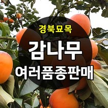 [경북농원] 감나무묘목 접목 특묘 (야오끼 대봉 태추단감 차량단감 둥시 등 ), 태추단감 접목  상묘