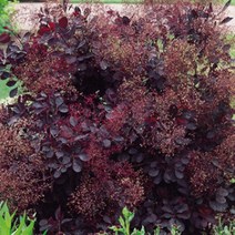 묘목/자엽안개나무/H1.5mXR3 kk1554, 1개