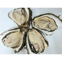 거제도바위굴 해녀가 채취한 자연산 바위굴 벚굴 하프쉘 생굴 석화 1kg, 자연산 바위굴(손질안한 통굴), 1개