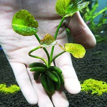 바나나 플랜트 구근 1뿌리, 단품