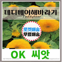 [OK씨앗] [테디베어해바라기] 해바라기씨앗 종자(오케이씨앗), 1g