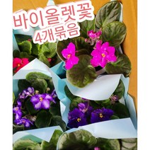 바이올렛꽃-4개묶음/사계절꽃피는 바이올렛, 4개