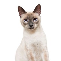차량용 냉장고 미니 냉온장고 캠핑용 온장고 3Ratels CM29 사랑스러운 고양이 페르시아 Birman Bombay 영국, 06 CM29-6_02 20cm(7.87 inch)