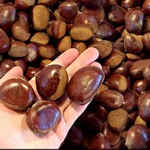 밤삶는법 군밤 밤 밤효능 약단밤 햇공주밤 1KG 칼집X