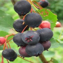 묘목/준베리나무(발레리나)실생2년포트/b0298