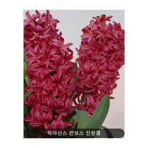 작약 꽃 구근 특선 가을 추식 숙근 노지월동 야생화, 작약 31. 코랄 슈프림