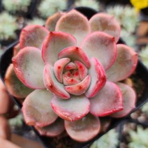 예쁜 다육이 12종 특별한 구성으로, 2번 글램핑크, 1개