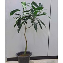 [이삽저삽]망고나무화분(키130~140cm내외 / 8치화분포함) 5년생 유실수 비타민풍부 식용식물 요리재료사용 열대과일나무 관상용 공기정화식물 실내플랜테리어, 1개