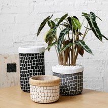 다육이화분 리톱스 아악무 듀가르손 만손초 트리옵스 다육이알뜰장터 다유기 F, 11번