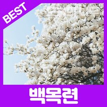 합리적 가격의 우수한 목련나무묘목(백목련/자목련)1-2년생, 목련나무 2년생