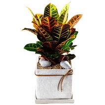 플라워365 개업 화분배달 당일배송 축하 화분 서비스 실내 관엽식물 탁상용 크로톤 croton3_20171202, 1개