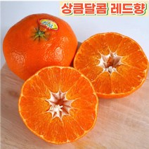 제주 고당도 레드향 제철 3kg 5kg 10kg 가정용 선물용 산지직송, 정상품(선물용) 3kg, 1개