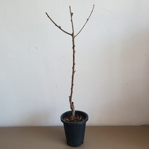 딱딱이복숭아 유명 화분묘 접목1년생