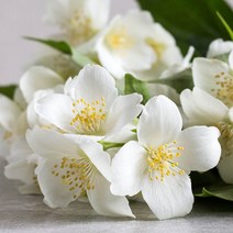 새로핸즈 프래그런스오일 자스민향 10ml FO, 단품