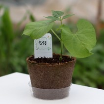 강낭콩 모종 키우기 학습용 사무실 가정 식물키우기
