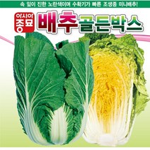 골든박스 배추 씨앗 2000립 속 진한 노란색 수확기 빠른 조생종 미니 배추김치 쌈배추 알배기 김장 텃밭 채소 농사