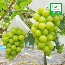 (현대Hmall) 산지직송 영동 샤인머스켓 1.5kg(2-3송이내외/에어백포장)