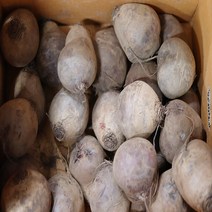 [영암상회]국내산 레드비트 알비트 10kg내외 1box, 5kg, 1개