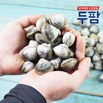 두팜 물총조개 서해안 동죽조개 1kg, 동죽조개 2kg