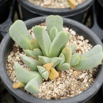 체리톱스 다육이 노란꽃 오래 피는 아프리카 길내 다육식물 81-50, 단품, 1개