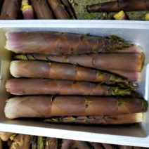 [부자밥상 ] 지리산 하동 분죽 10Kg 맹종죽순 수확시기 판매, 지리산 죽순 5kg