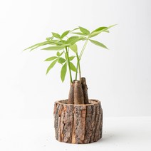나루플랜트 공기정화식물+화분커버, 파키라+화분커버