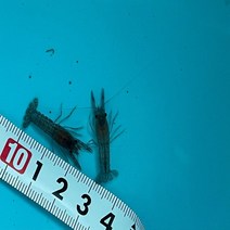 (1~3cm) 미스테리가재 마블가재 폭풍번식 단성생식 개인사육, 가재원형은신처