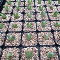 빌로붐적이소장 랜덤 예쁜아이 부터 고릅니다 aa 임의배송 3.15