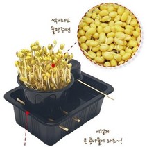 콩나물 기르기 콩나물 키우기 키트 콩나물 재배기 세트, 1단