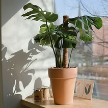 닥터조 수태봉 프리미엄 식물 지지대, 60cm