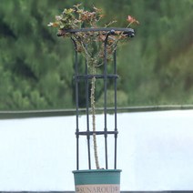 HK.sell 스프링 플랜트 지지대, 지름32cm 높이95cm, 1개