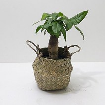 파키라(소) 키우기쉬운식물 해초바구니