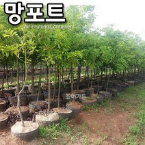 [조이가든] 망포트 (뿌리발달 화분), 8호