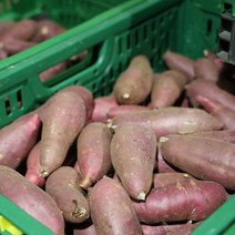 산지로드 해남 세척 꿀 고구마, 1개, 10kg (대)