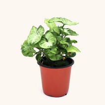 공기정화식물 무늬 싱고니움 소품 모종 관엽식물 마이플랜트 식물키우기, 소형 1개