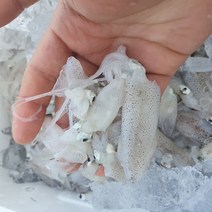 대감댁 국산 급냉 꼴뚜기 1kg 호래기 호레기 낚시용 미끼용, 급냉 꼴뚜기 1kg (100미 내외)