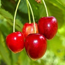 착한가격 나무생각 왜성체리나무*콜트대목(산드라로즈)*(결실주)