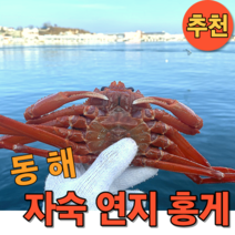 자숙 연지홍게 3kg 실속형 (수율 40%~60%까지), 9마리