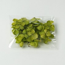 화연양화 프리저브드플라워 수국 1g 컬러최다 30색! 레진아트 캔들 하바리움 꽃재료, 11 라임그린