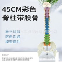 인체 모형 척추 골반 정형외과 침술 해골 교육용 뼈 장기 근육 사람 간호실습용, E 45CM