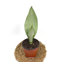 온정농원 문샤인 산세베리아 27cm, 1개